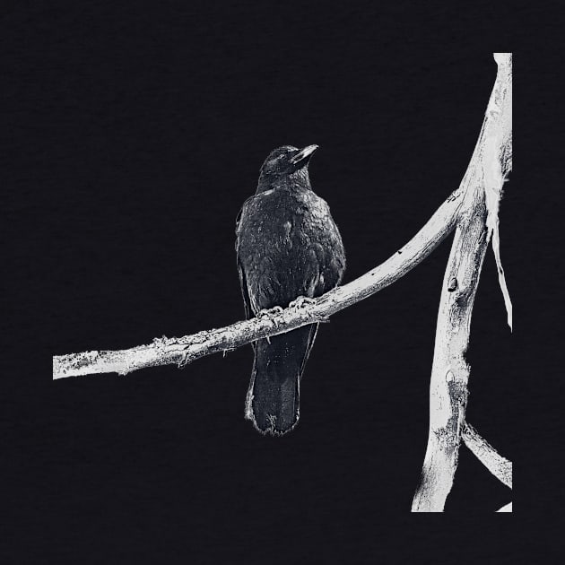 dark drawing of crow on a branch by Taya Johnston